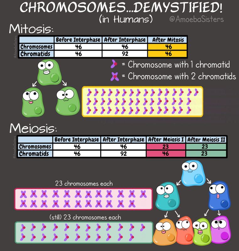 cell-division-and-genetic-variation-worksheet-from-edplace