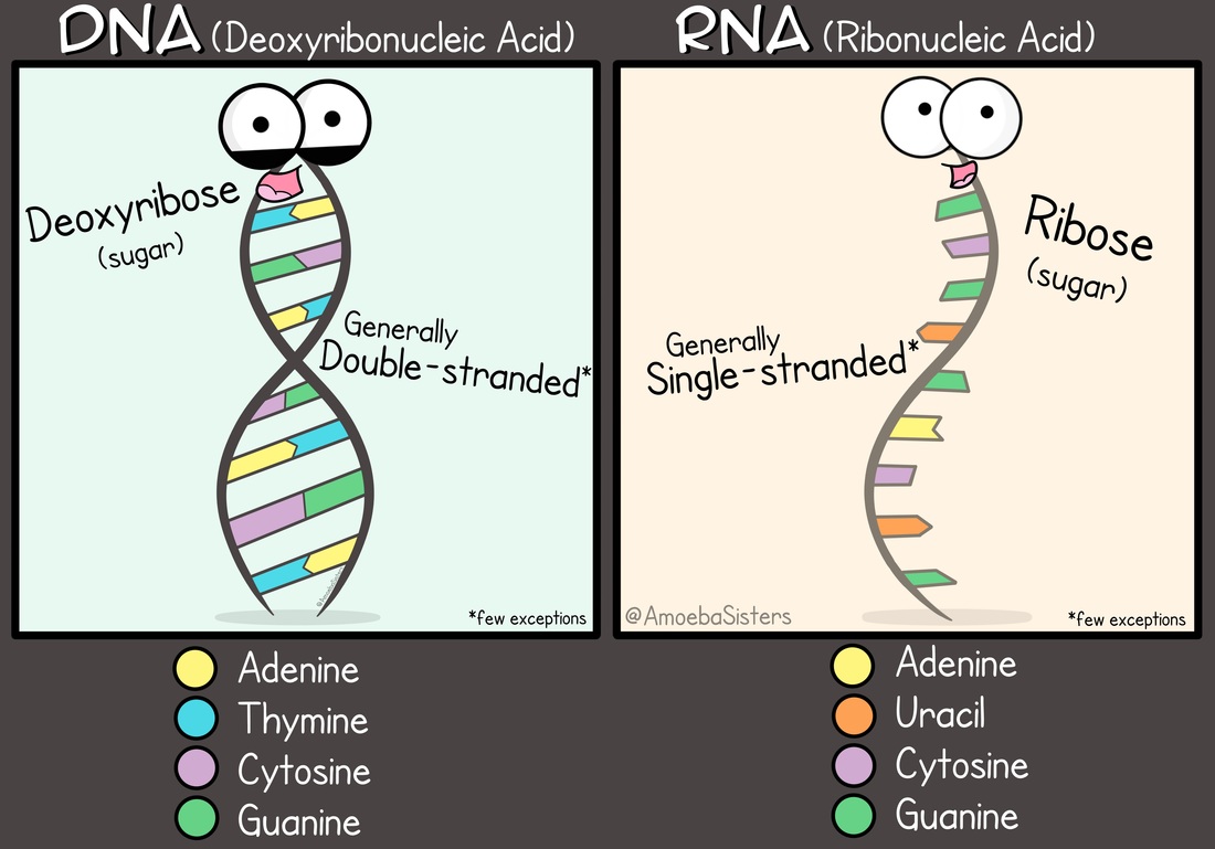 DNA Vs RNA Science With The Amoeba Sisters