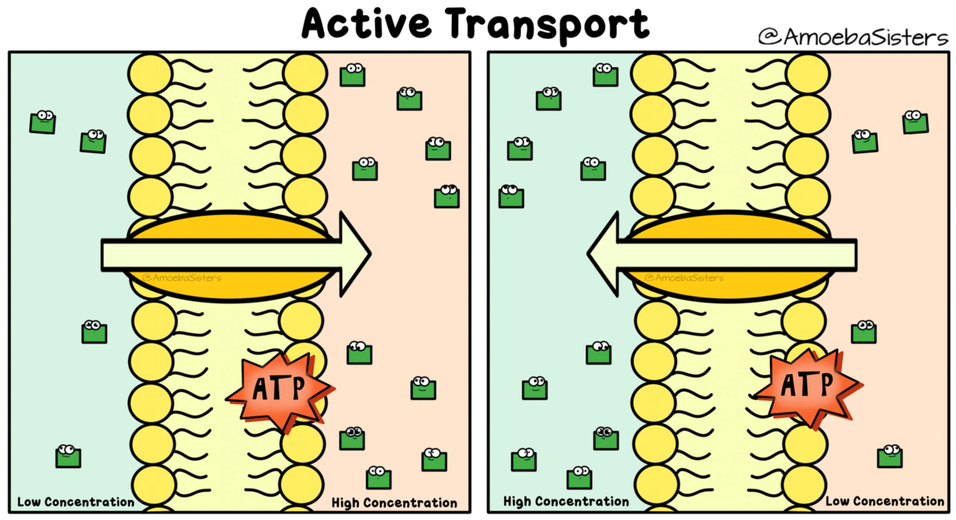 active transport animation gif