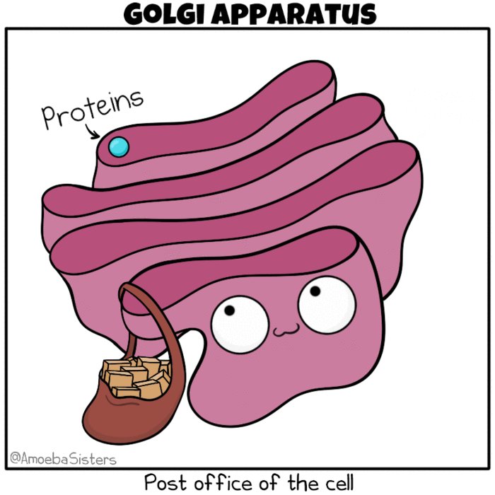 golgi apparatus cartoon