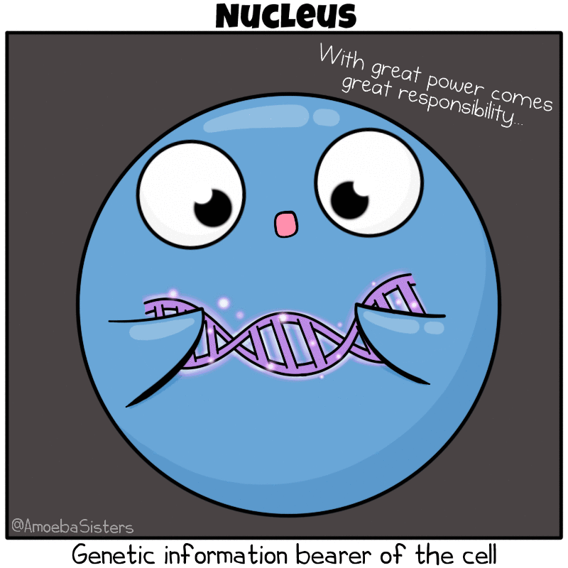 Amoeba Sisters Cell Structure