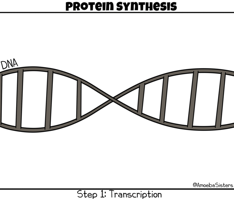 Amoeba Sisters DNA RNA GIF
